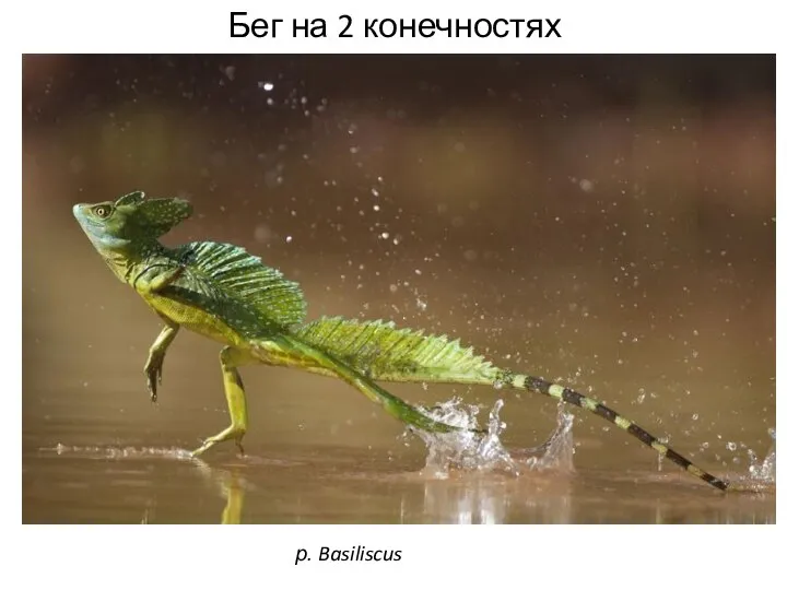 Бег на 2 конечностях р. Basiliscus