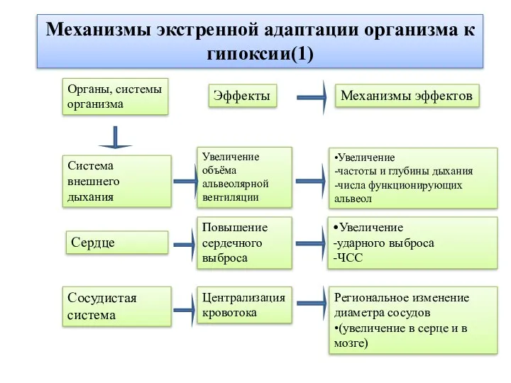 Региональное изменение диаметра сосудов •(увеличение в серце и в мозге) Механизмы экстренной