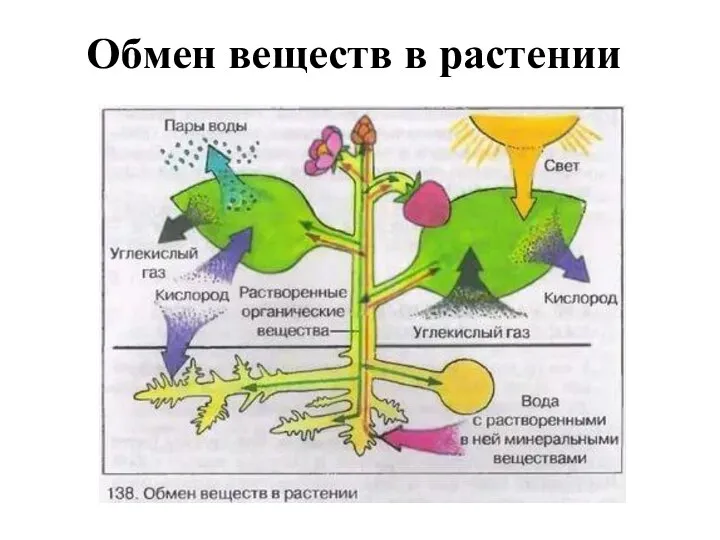 Обмен веществ в растении