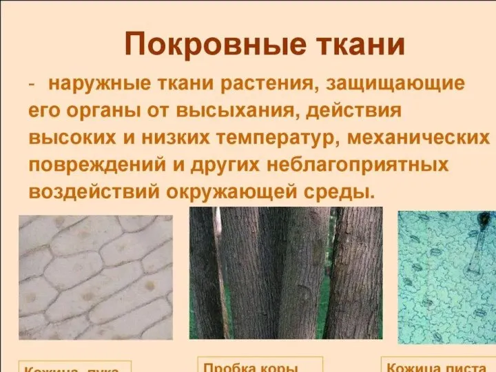 5 класс