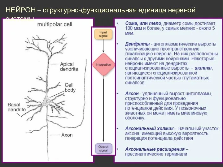 НЕЙРОН – структурно-функциональная единица нервной системы