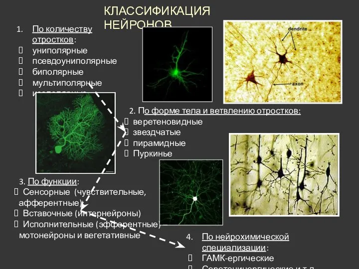 КЛАССИФИКАЦИЯ НЕЙРОНОВ По количеству отростков: униполярные псевдоуниполярные биполярные мультиполярные изополярные 3. По
