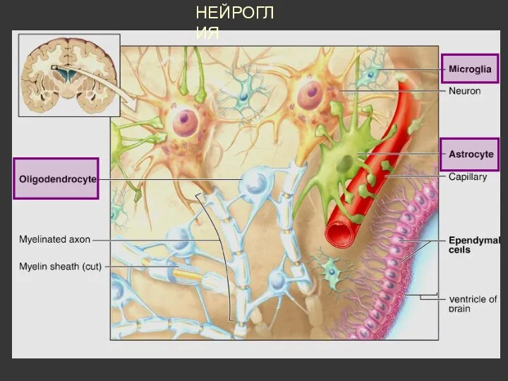 НЕЙРОГЛИЯ