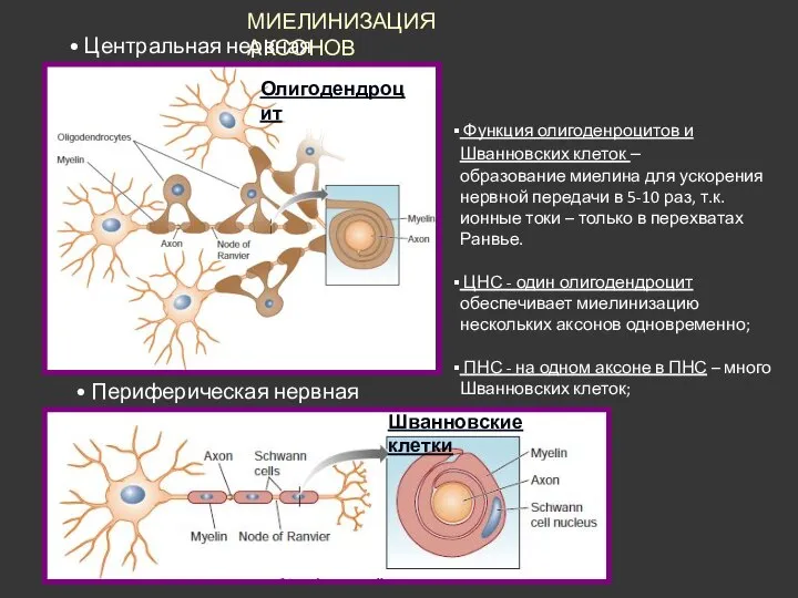 Функция олигоденроцитов и Шванновских клеток – образование миелина для ускорения нервной передачи