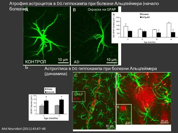 Mol Neurobiol (2011) 43:87–96 Атрофия астроцитов в DG гиппокампа при болезни Альцгеймера