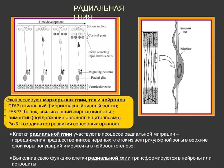 РАДИАЛЬНАЯ ГЛИЯ Экспрессируют маркеры как глии, так и нейронов: GFAP (глиальный фибриллярный