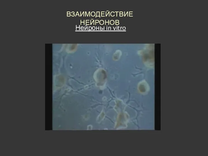 Нейроны in vitro ВЗАИМОДЕЙСТВИЕ НЕЙРОНОВ
