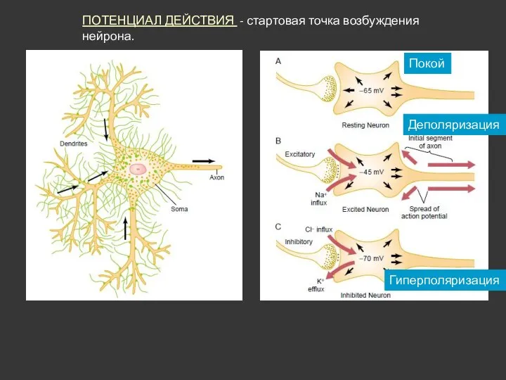 ПОТЕНЦИАЛ ДЕЙСТВИЯ - стартовая точка возбуждения нейрона. Деполяризация Гиперполяризация Покой