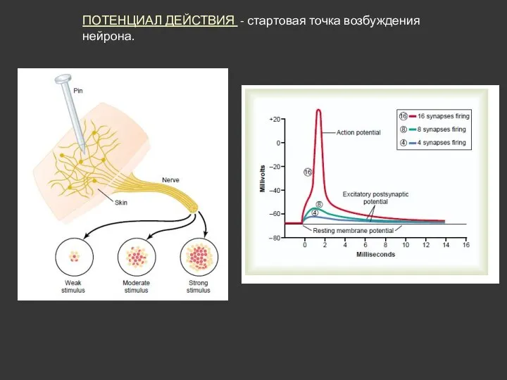 ПОТЕНЦИАЛ ДЕЙСТВИЯ - стартовая точка возбуждения нейрона.