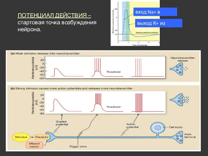 ПОТЕНЦИАЛ ДЕЙСТВИЯ – стартовая точка возбуждения нейрона.