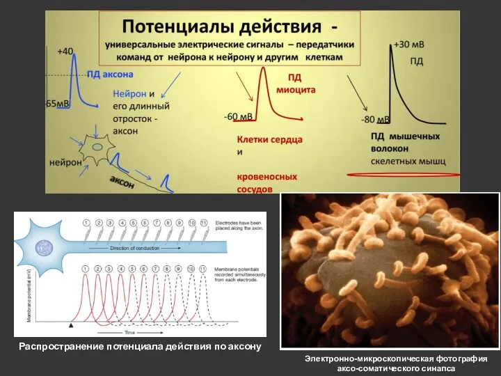 Электронно-микроскопическая фотография аксо-соматического синапса Распространение потенциала действия по аксону
