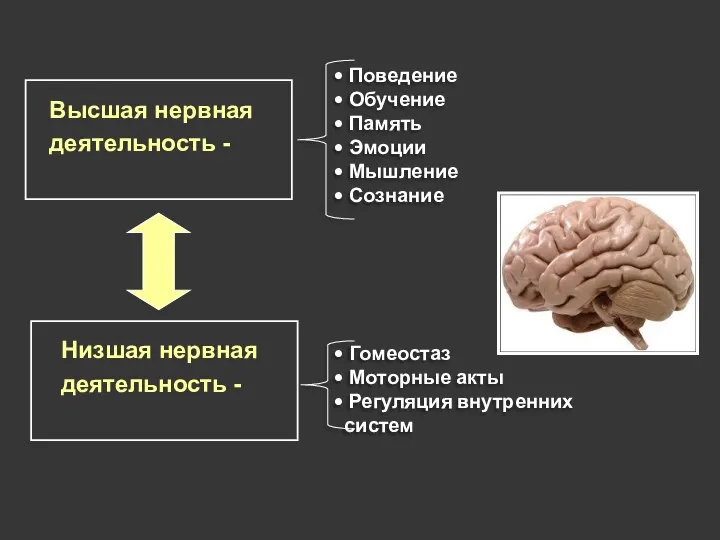 Гомеостаз Моторные акты Регуляция внутренних систем Поведение Обучение Память Эмоции Мышление Сознание