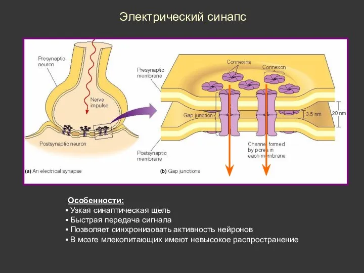 Электрический синапс Особенности: Узкая синаптическая щель Быстрая передача сигнала Позволяет синхронизовать активность