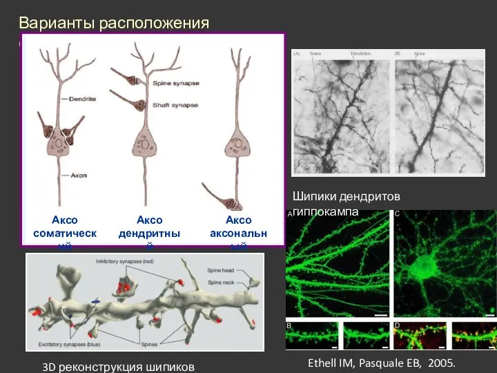 Варианты расположения синапсов: 3D реконструкция шипиков дендритов Ethell IM, Pasquale EB, 2005. Шипики дендритов гиппокампа