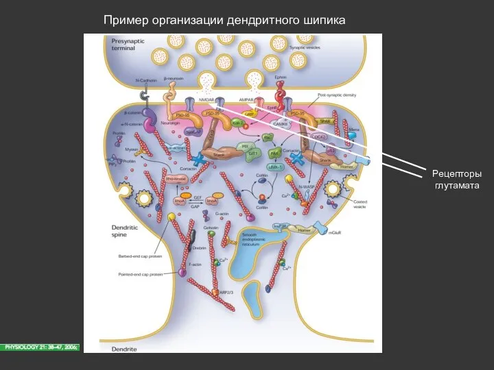 Пример организации дендритного шипика Рецепторы глутамата