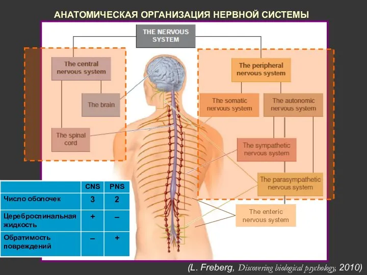 АНАТОМИЧЕСКАЯ ОРГАНИЗАЦИЯ НЕРВНОЙ СИСТЕМЫ (L. Freberg, Discovering biological psychology, 2010)