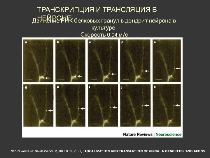 Движение РНК-белковых гранул в дендрит нейрона в культуре. Скорость 0.04 м/с ТРАНСКРИПЦИЯ И ТРАНСЛЯЦИЯ В НЕЙРОНЕ