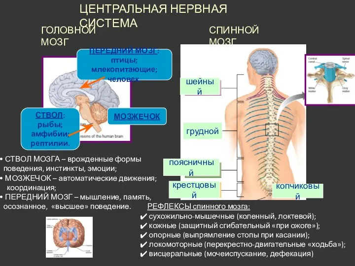 ЦЕНТРАЛЬНАЯ НЕРВНАЯ СИСТЕМА ГОЛОВНОЙ МОЗГ СПИННОЙ МОЗГ ПЕРЕДНИЙ МОЗГ: птицы; млекопитающие; человек.