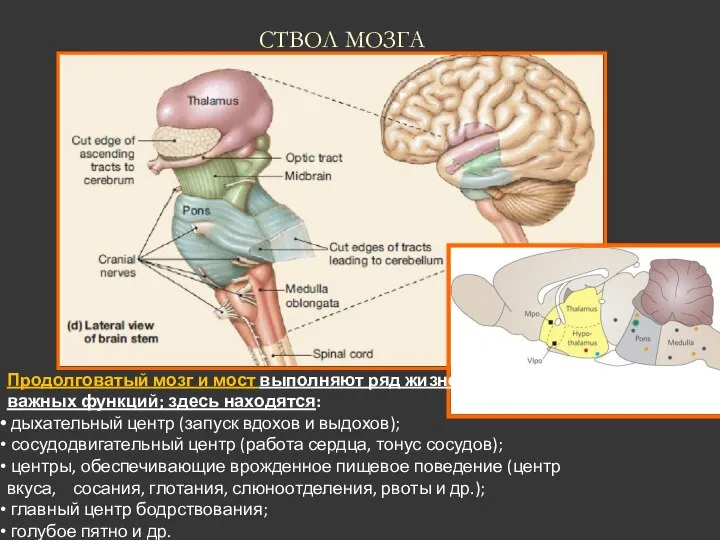СТВОЛ МОЗГА Продолговатый мозг и мост выполняют ряд жизненно важных функций; здесь