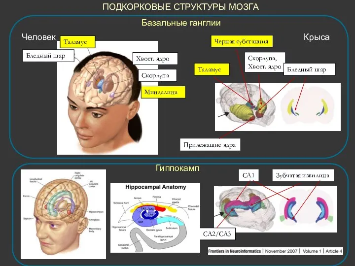 Бледный шар Хвост. ядро Скорлупа Миндалина Таламус Прилежащие ядра Скорлупа, Хвост. ядро