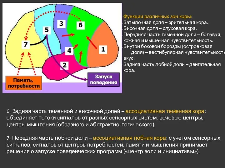 Функции различных зон коры: Затылочная доля – зрительная кора. Височная доля –