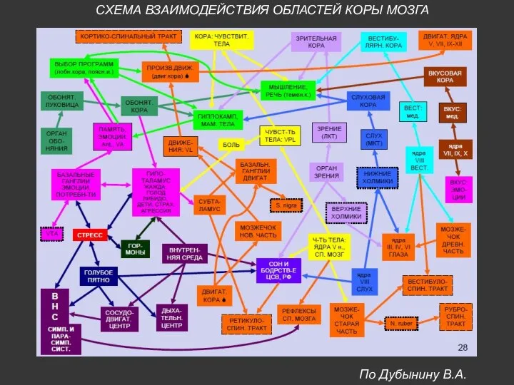 По Дубынину В.А. СХЕМА ВЗАИМОДЕЙСТВИЯ ОБЛАСТЕЙ КОРЫ МОЗГА