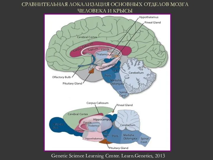 Genetic Science Learning Center. Learn.Genetics, 2013 СРАВНИТЕЛЬНАЯ ЛОКАЛИЗАЦИЯ ОСНОВНЫХ ОТДЕЛОВ МОЗГА ЧЕЛОВЕКА И КРЫСЫ