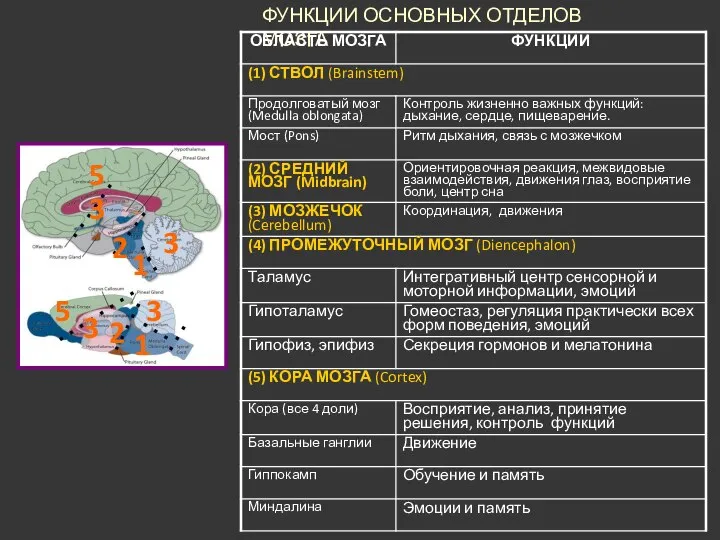 ФУНКЦИИ ОСНОВНЫХ ОТДЕЛОВ МОЗГА 2 2