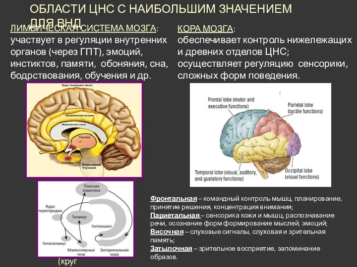 ЛИМБИЧЕСКАЯ СИСТЕМА МОЗГА: участвует в регуляции внутренних органов (через ГПТ), эмоций, инстиктов,