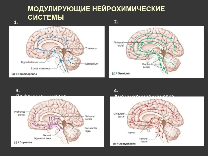 МОДУЛИРУЮЩИЕ НЕЙРОХИМИЧЕСКИЕ СИСТЕМЫ 1. Норадренергическая 2. Серотонинергическая 3. Дофаминергическая 4. Ацетилхолинергическая