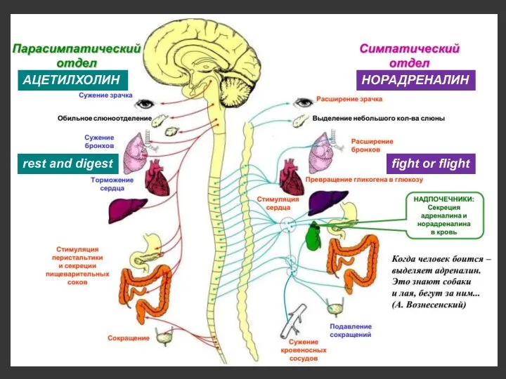 АЦЕТИЛХОЛИН НОРАДРЕНАЛИН fight or flight rest and digest
