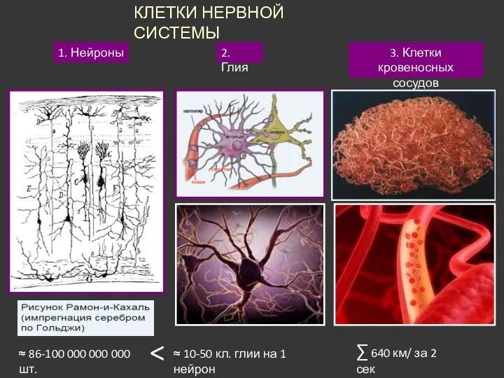 КЛЕТКИ НЕРВНОЙ СИСТЕМЫ 1. Нейроны 2. Глия 3. Клетки кровеносных сосудов ≈