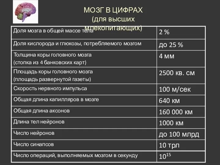 МОЗГ В ЦИФРАХ (для высших млекопитающих)