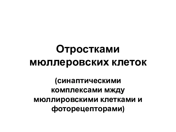 Отростками мюллеровских клеток (синаптическими комплексами мжду мюллировскими клетками и фоторецепторами)