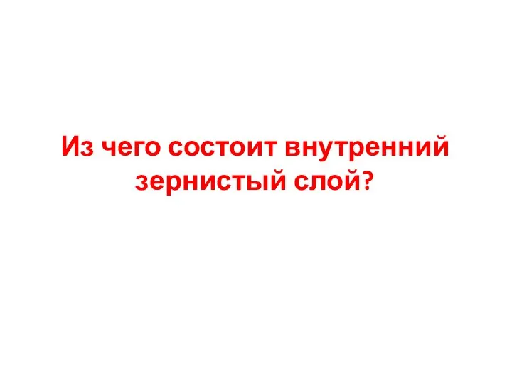 Из чего состоит внутренний зернистый слой?