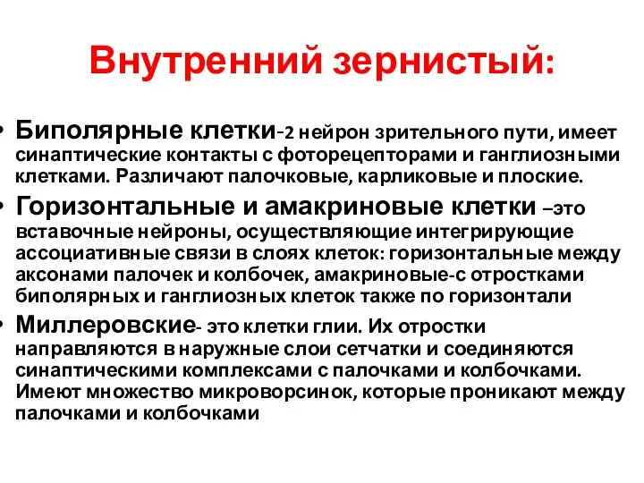 Внутренний зернистый: Биполярные клетки-2 нейрон зрительного пути, имеет синаптические контакты с фоторецепторами