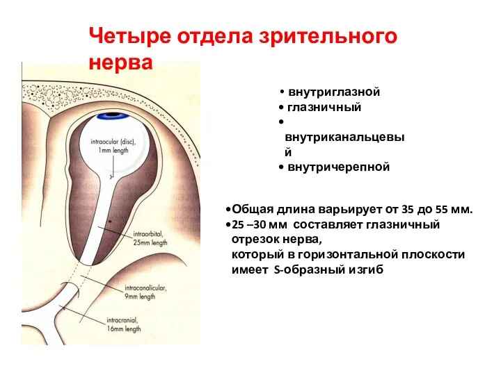 внутриглазной глазничный внутриканальцевый внутричерепной Четыре отдела зрительного нерва Общая длина варьирует от