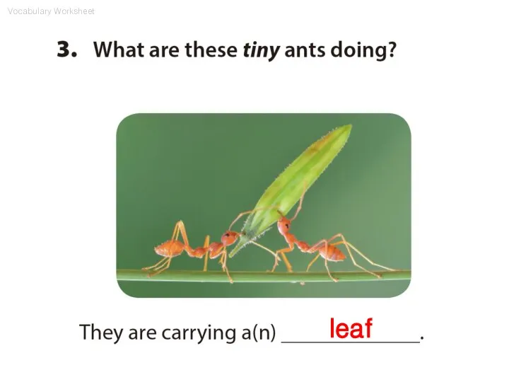 leaf Vocabulary Worksheet