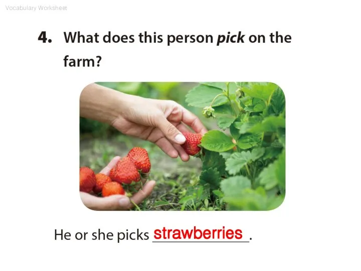 strawberries Vocabulary Worksheet