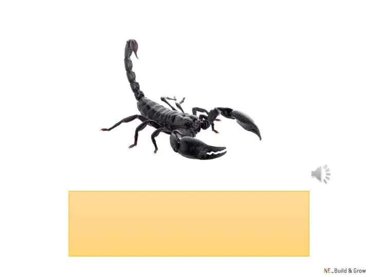 scorpion