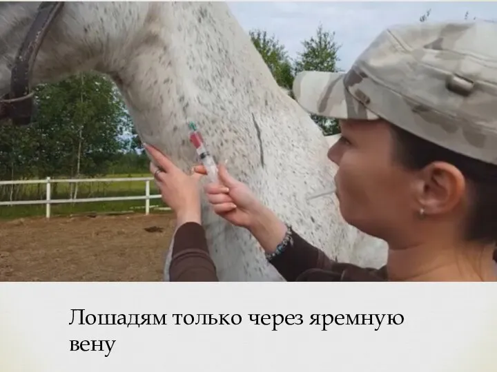 Лошадям только через яремную вену