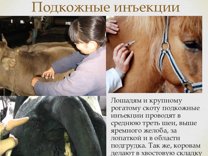 Лошадям и крупному рогатому скоту подкожные инъекции проводят в среднюю треть шеи,