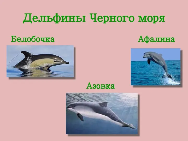 Дельфины Черного моря Белобочка Афалина Азовка