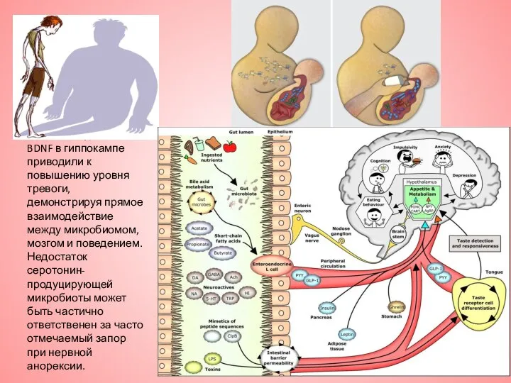 Снижение уровня BDNF в гиппокампе приводили к повышению уровня тревоги, демонстрируя прямое