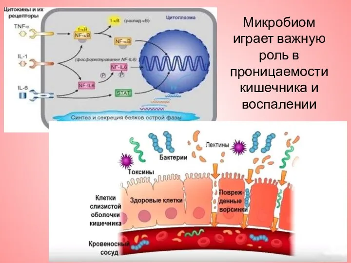 Микробиом играет важную роль в проницаемости кишечника и воспалении