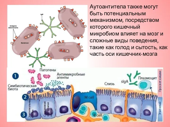 Аутоантитела также могут быть потенциальным механизмом, посредством которого кишечный микробиом влияет на