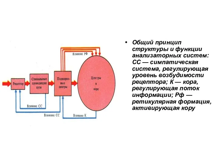 Общий принцип структуры и функции анализаторных систем: СС — симпатическая система, регулирующая