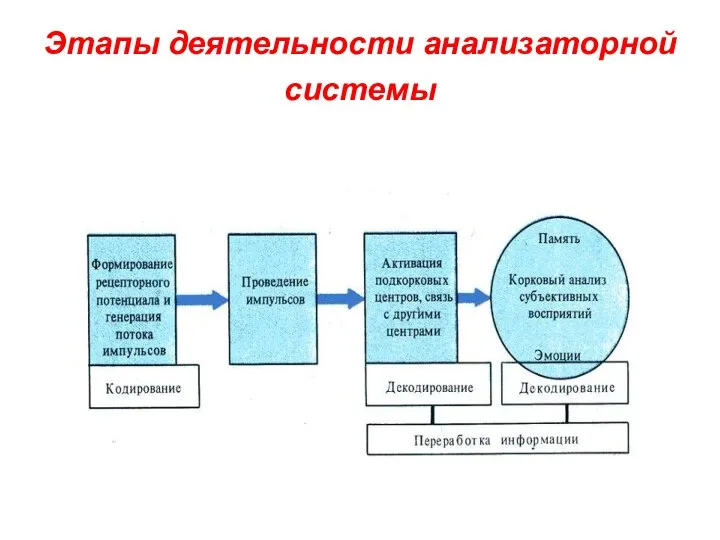 Этапы деятельности анализаторной системы