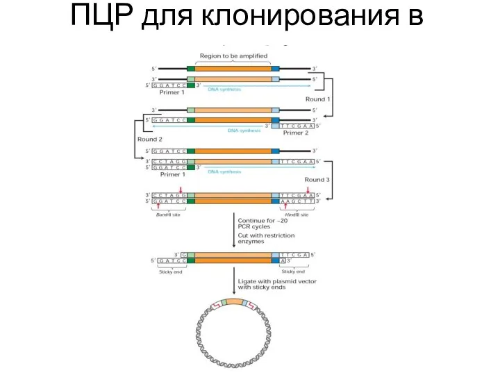 ПЦР для клонирования в вектор