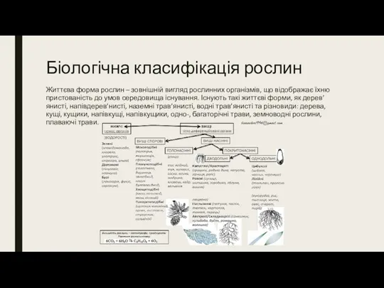 Біологічна класифікація рослин Життєва форма рослин – зовнішній вигляд рослинних організмів, що